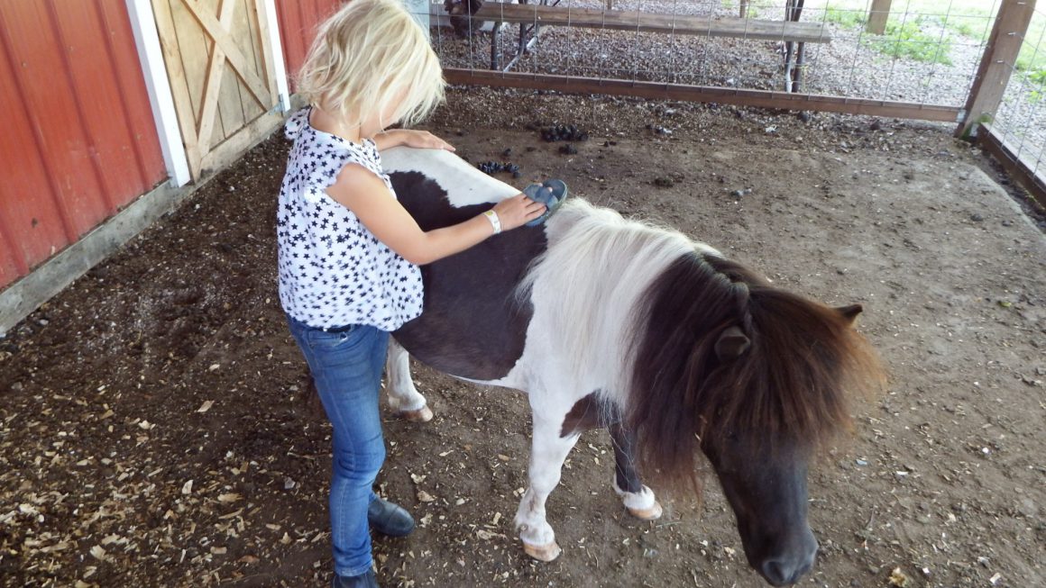 A little girl grooms a pony.