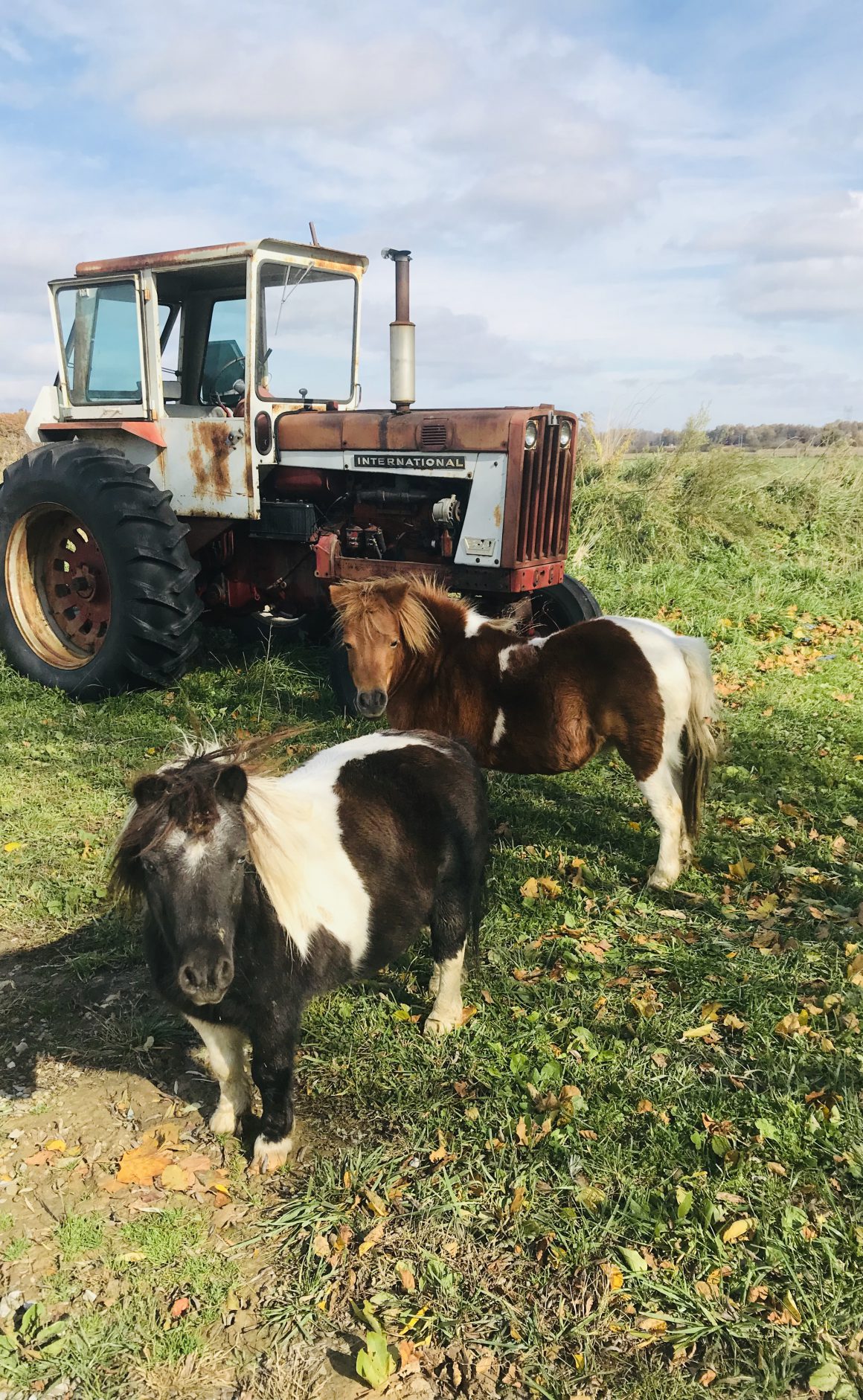 Two ponies grazing by a tractor.