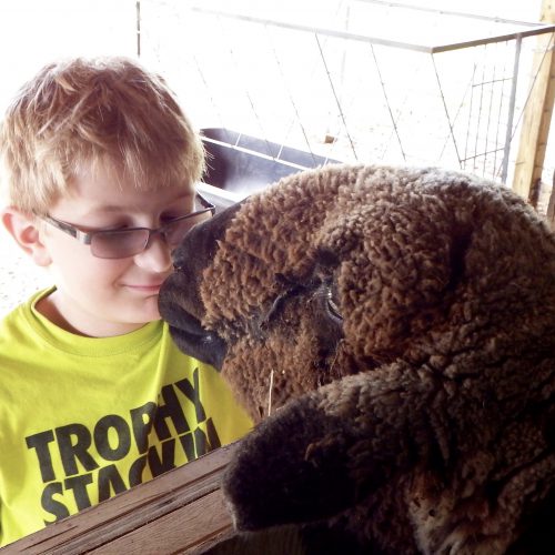 A young boy is face to face with a sheep.