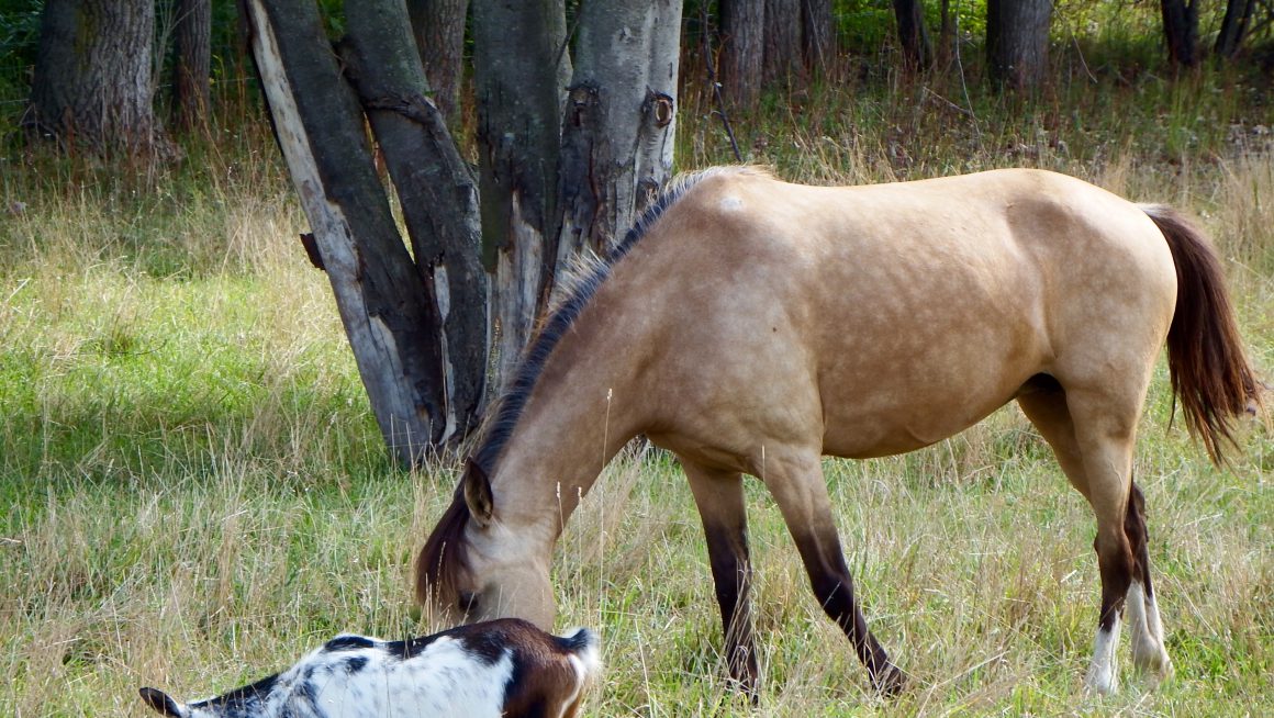 Large pony grazing in the field.