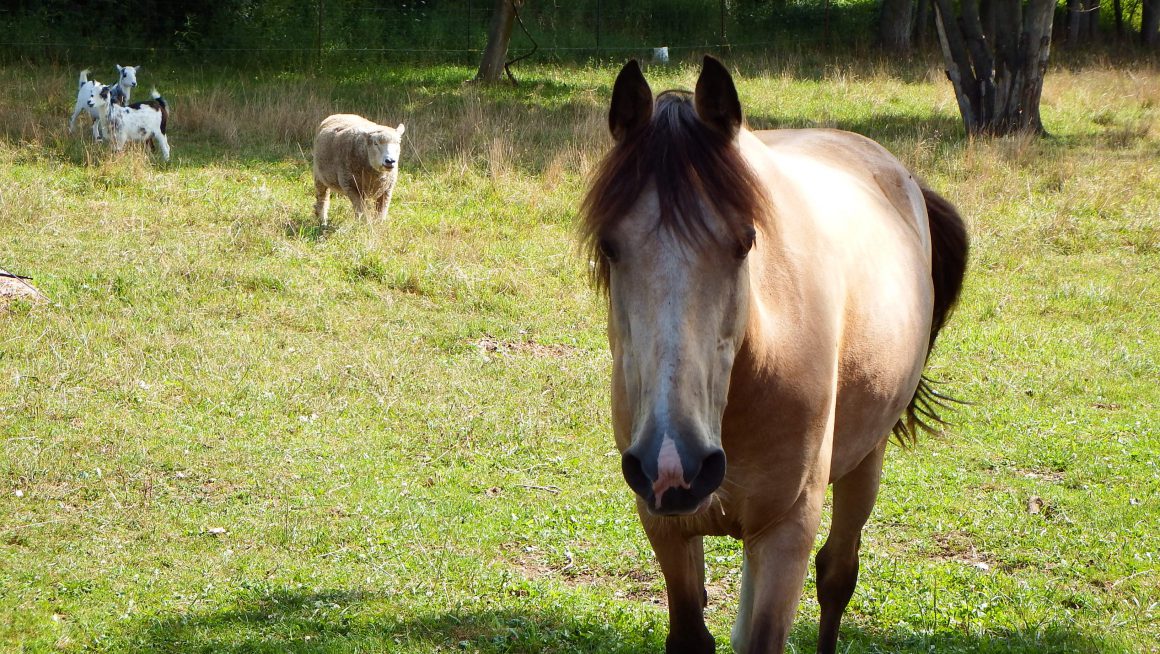 Large pony gets close to the camera.