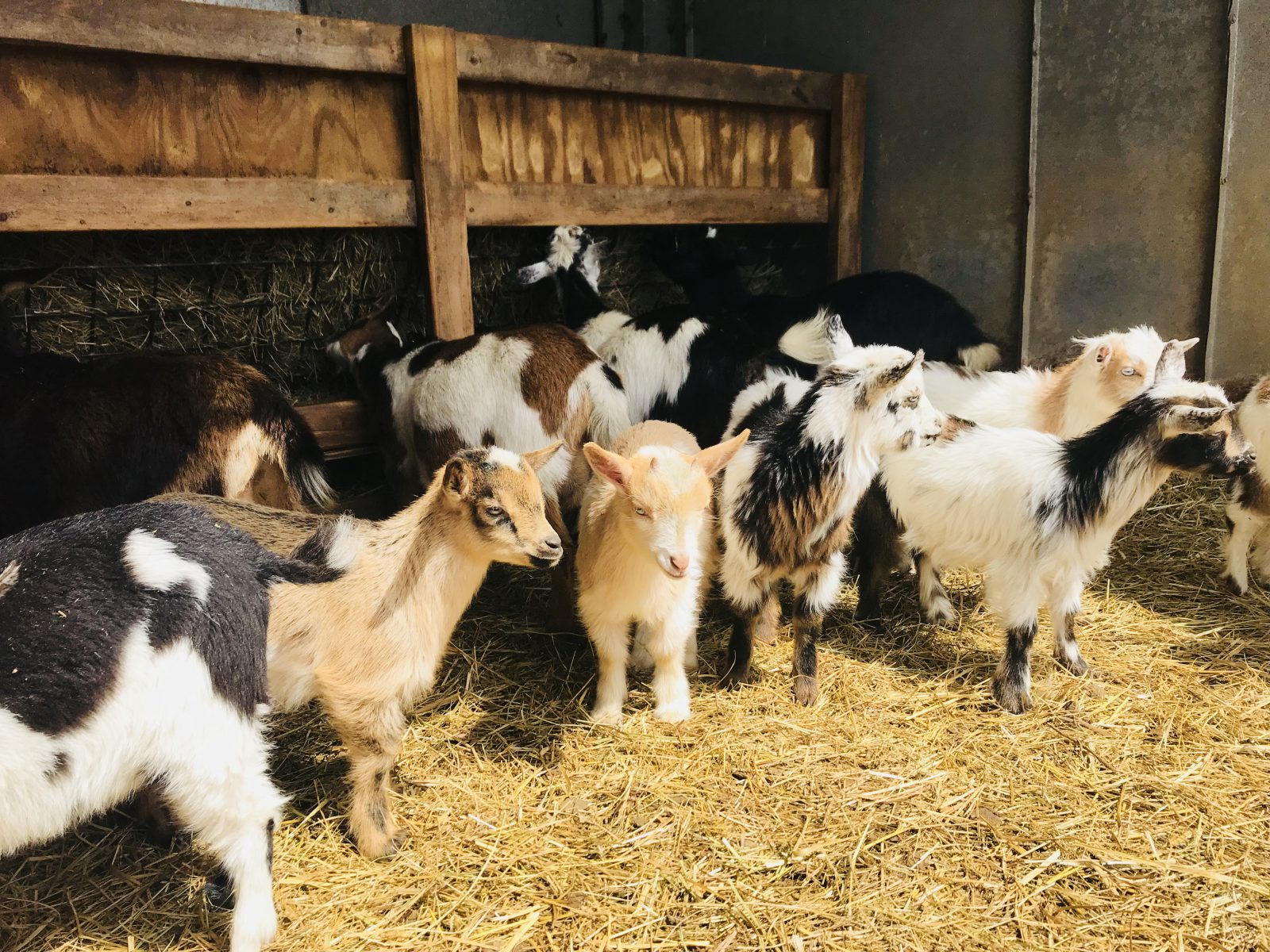 A lot of tiny goats gathered in the barn.