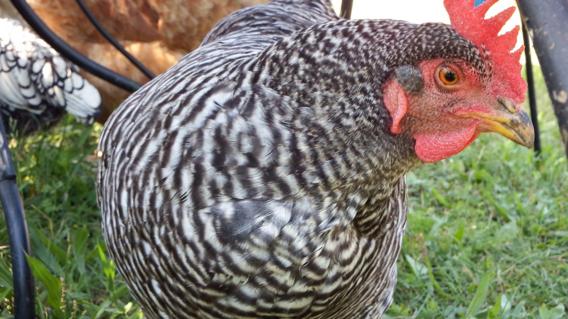 A closeup picture of a chicken.