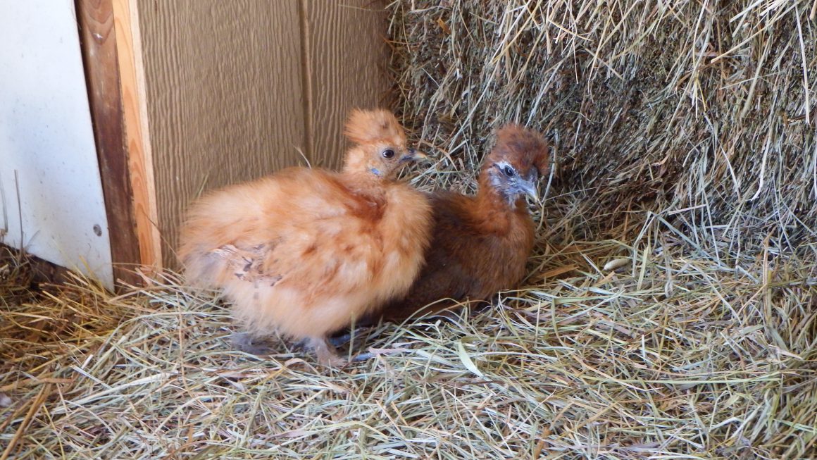 Two chicks laying in the hay.